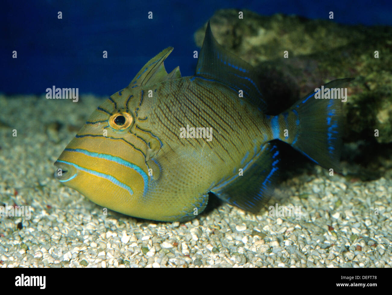 Queen Triggerfish,Balistes vetula, Balistidae, Indo-pacific Ocean Stock Photo