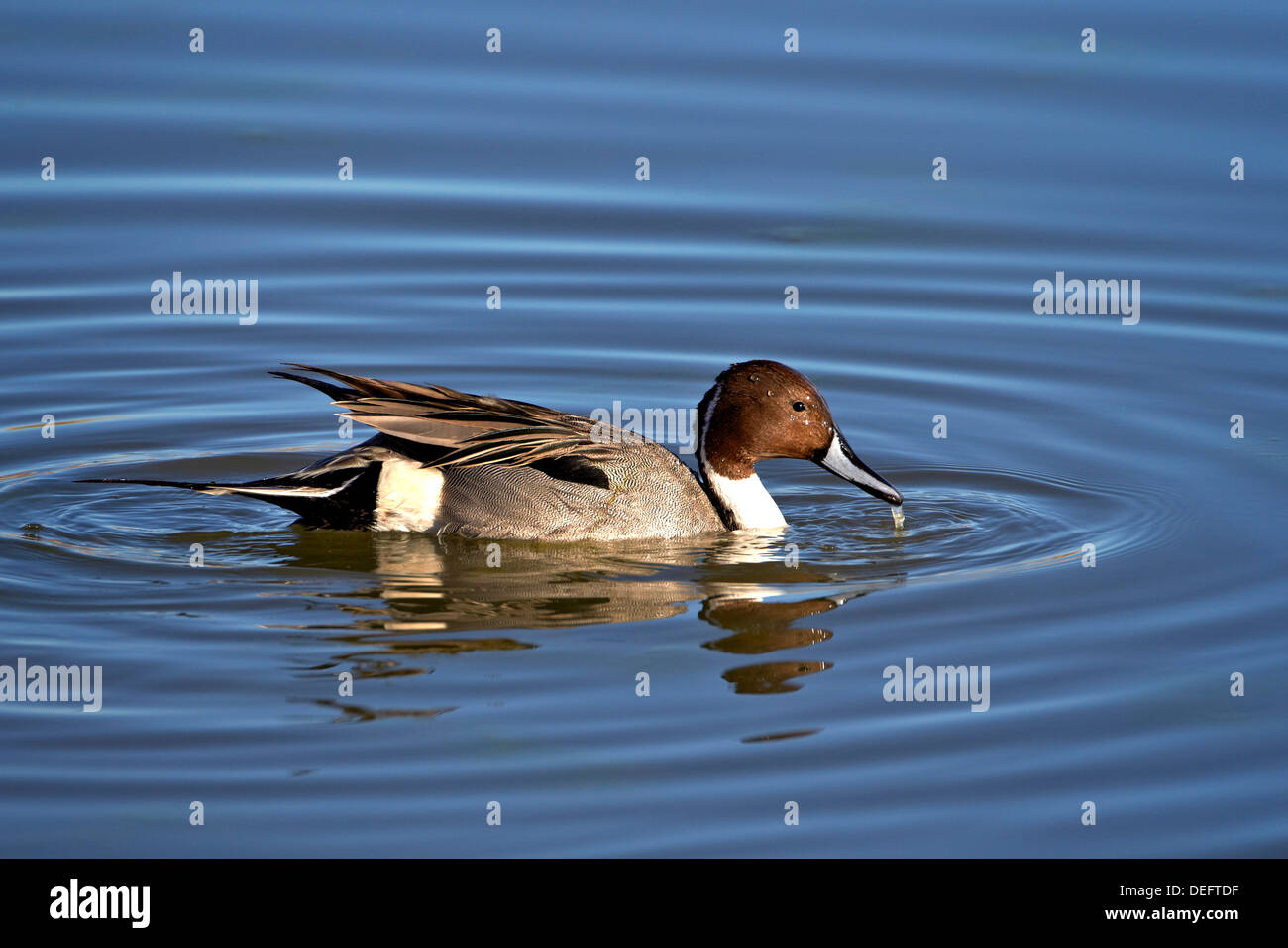Northern pintail (Anas acuta) drake, Bosque del Apache National Wildlife Refuge, New Mexico, United States of America Stock Photo