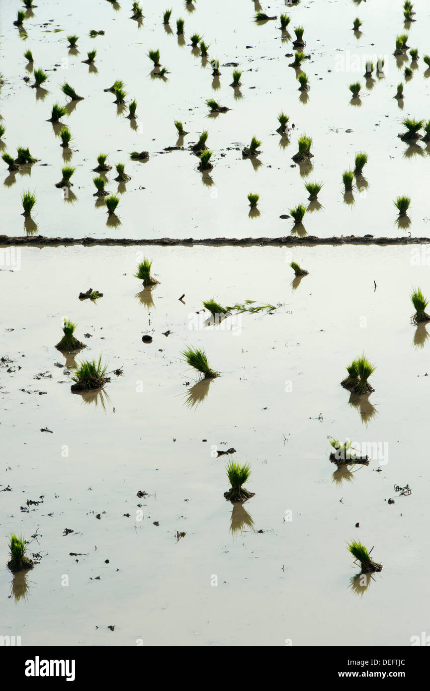Clumps of rice plants waiting to be planted hires stock photography