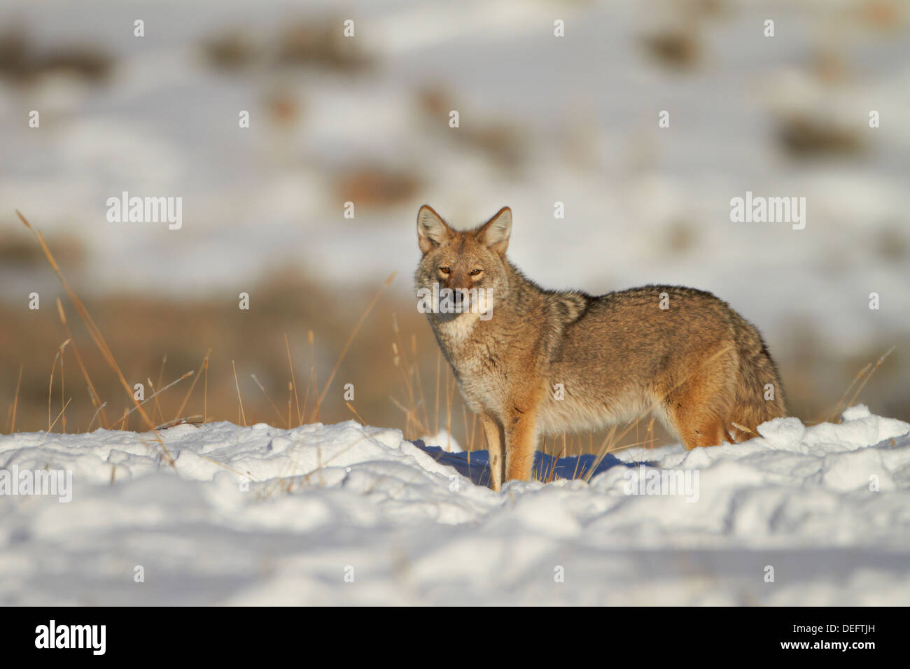 Coyote (Canis latrans) in the snow, Yellowstone National Park, Wyoming, United States of America, North America Stock Photo