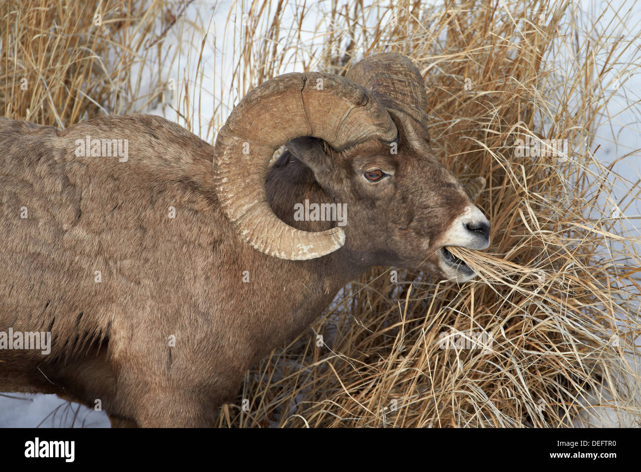 Bighorn sheep (Ovis canadensis) ram eating in the winter, Yellowstone National Park, Wyoming, United States of America Stock Photo