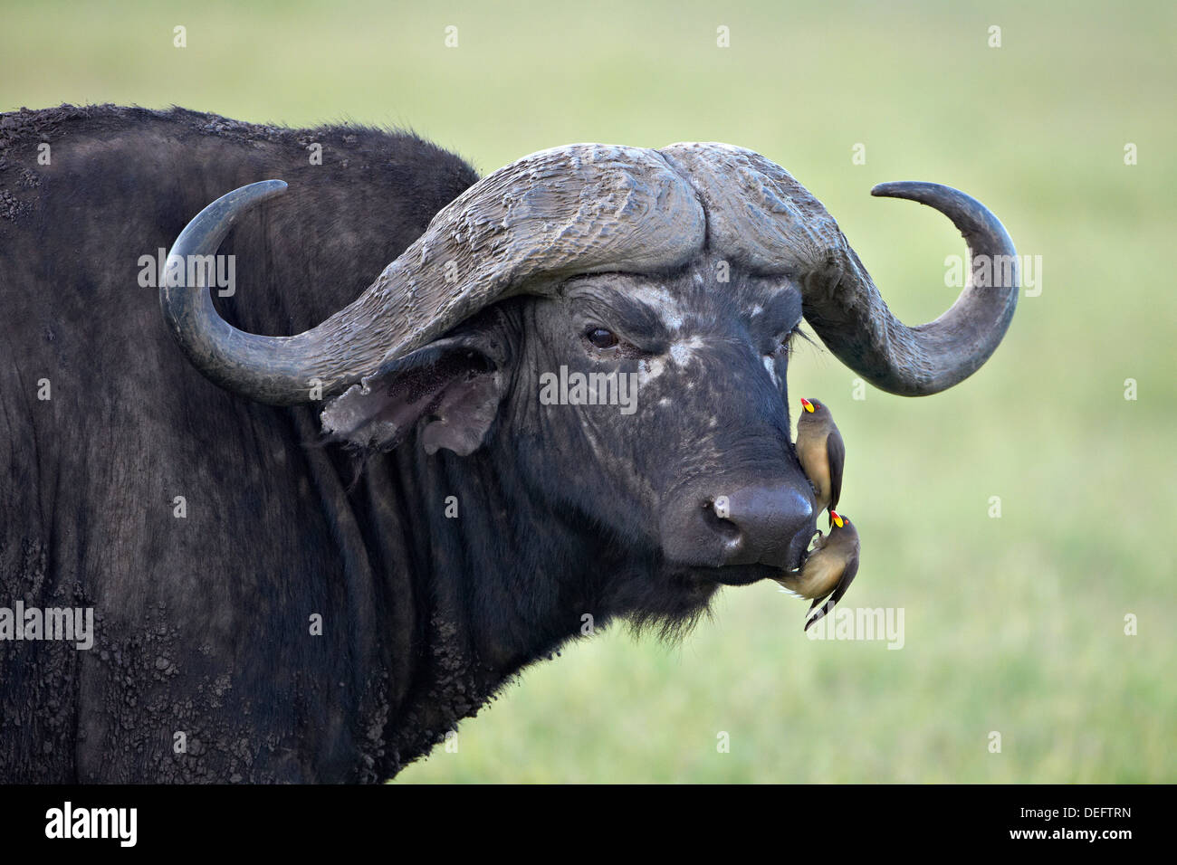 Cape buffalo (Syncerus caffer) and two yellow-billed oxpeckers (Buphagus africanus), Ngorongoro Crater, Tanzania, East Africa Stock Photo