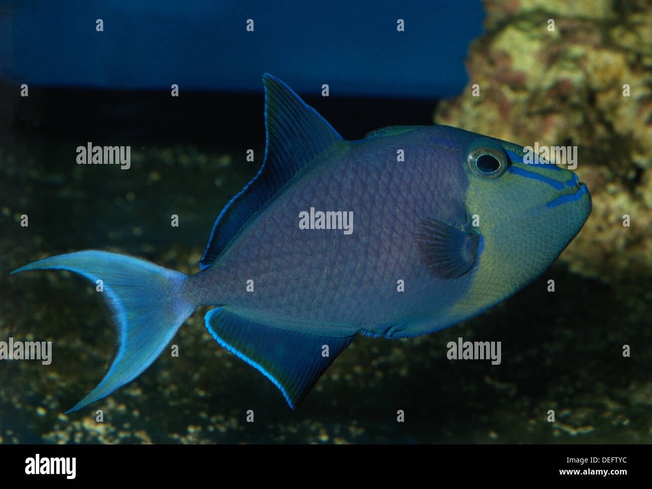 Redtooth Triggerfish, Odonus niger, Balistidae, Indo-pacific Ocean
