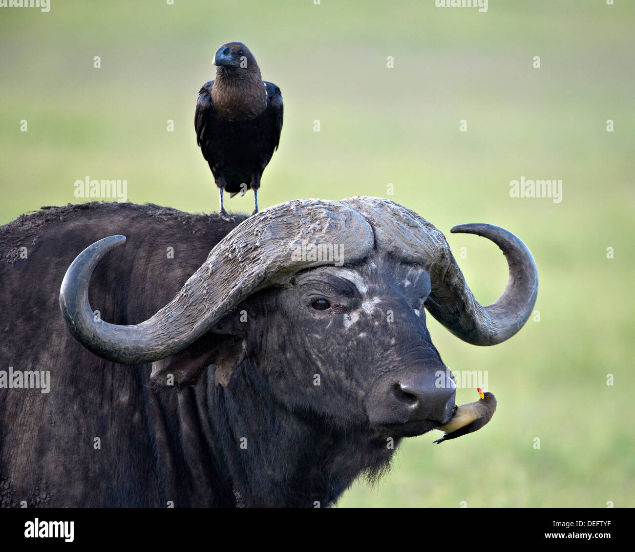 Cape Buffalo (Syncerus caffer), raven (Corvus albicollis) and a oxpecker (Buphagus africanus), Ngorongoro Crater, Tanzania Stock Photo