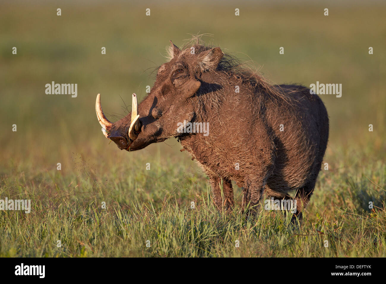Male warthog (Phacochoerus aethiopicus), Ngorongoro Crater, Tanzania, East Africa, Africa Stock Photo