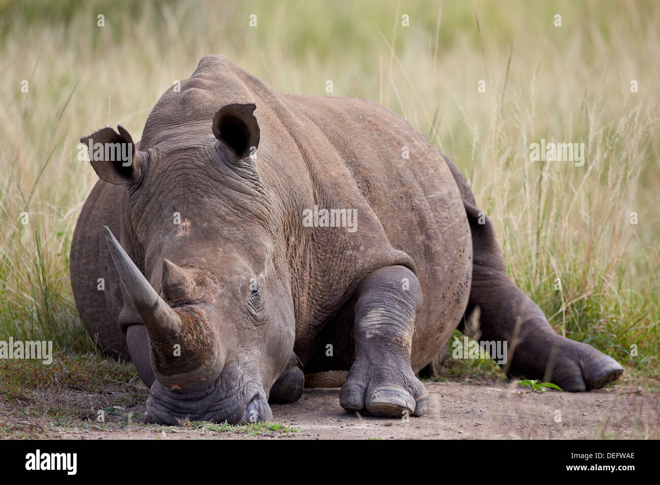 White rhinoceros (Ceratotherium simum) napping, Hluhluwe Game Reserve, South Africa, Africa Stock Photo