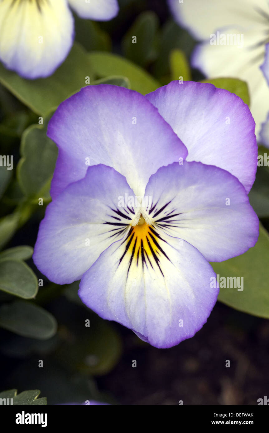 Viola coconut swirl hi-res stock photography and images - Alamy