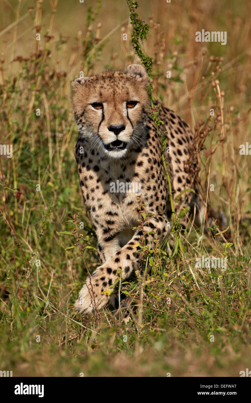 Cheetah (Acinonyx jubatus), Kruger National Park, South Africa, Africa Stock Photo