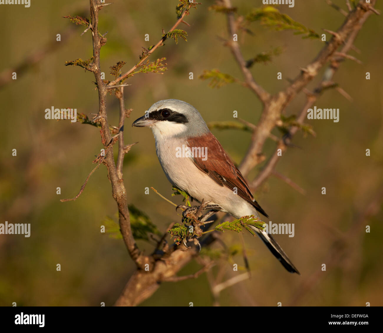 Red backed Shrike Lanius Collurio Kruger National Park South Africa red-backed-shrike-lanius-collurio-kruger-national-park-south-africa