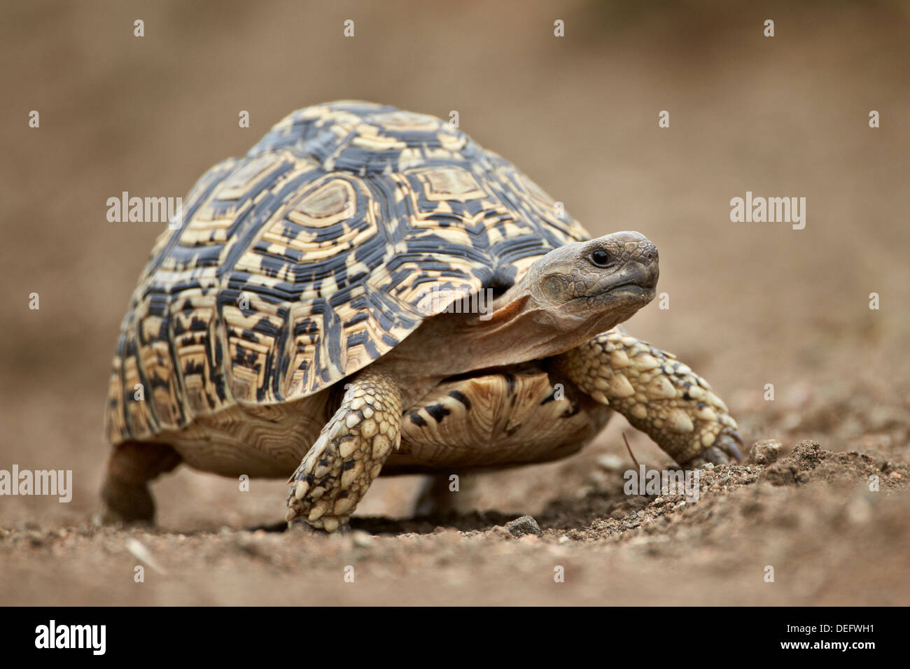 Leopard tortoise (Geochelone pardalis), Kruger National Park, South Africa, Africa Stock Photo