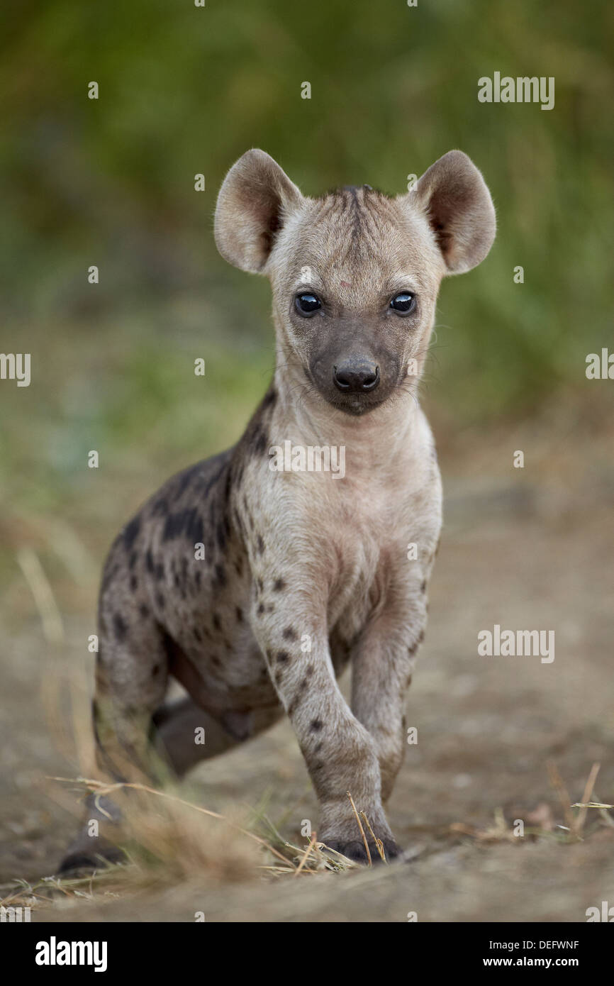 Spotted hyena (spotted hyaena) (Crocuta crocuta) cub, Kruger National Park, South Africa, Africa Stock Photo