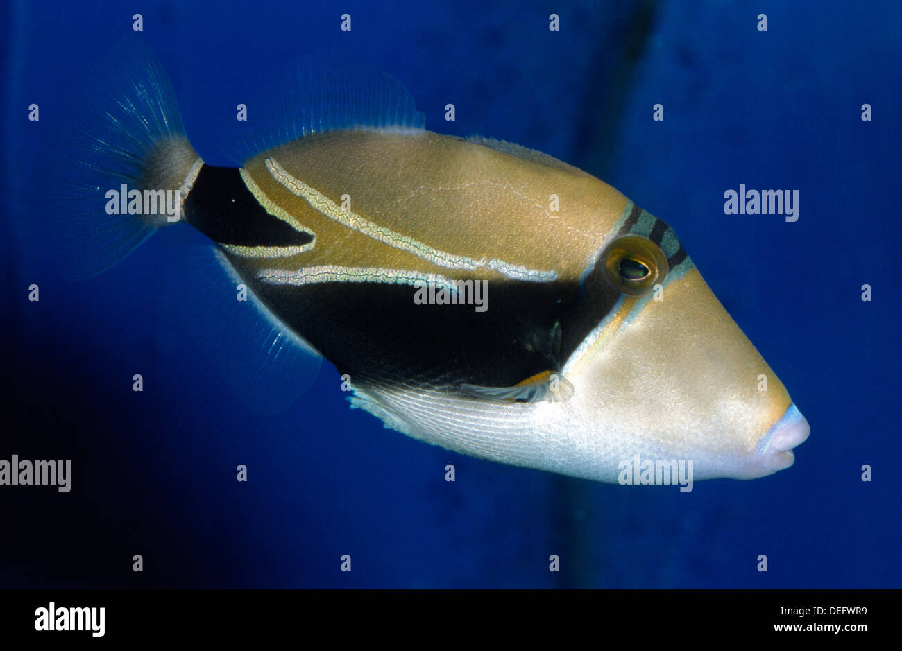 Wedgetail Triggerfish, Balistes vetula, Balistidae, Indo-pacific Ocean Stock Photo