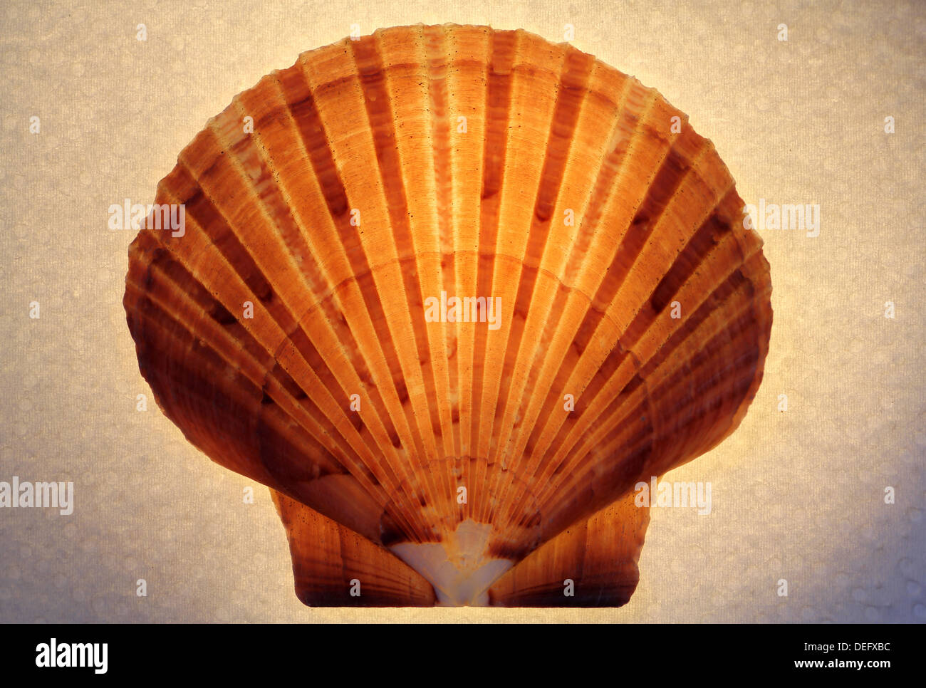 Scallop shape pattern hi-res stock photography and images - Alamy