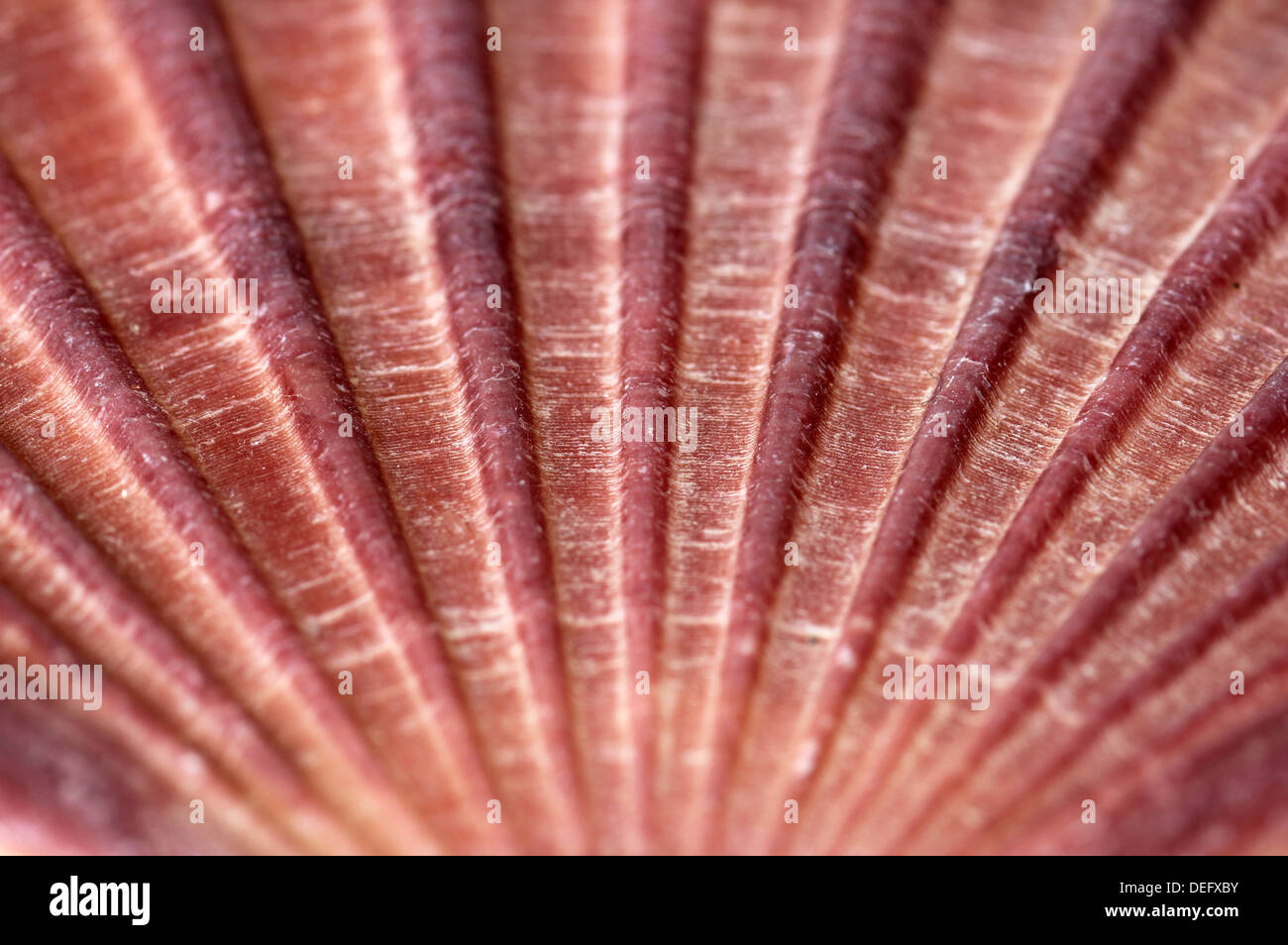 macro view of scallop seashell Stock Photo