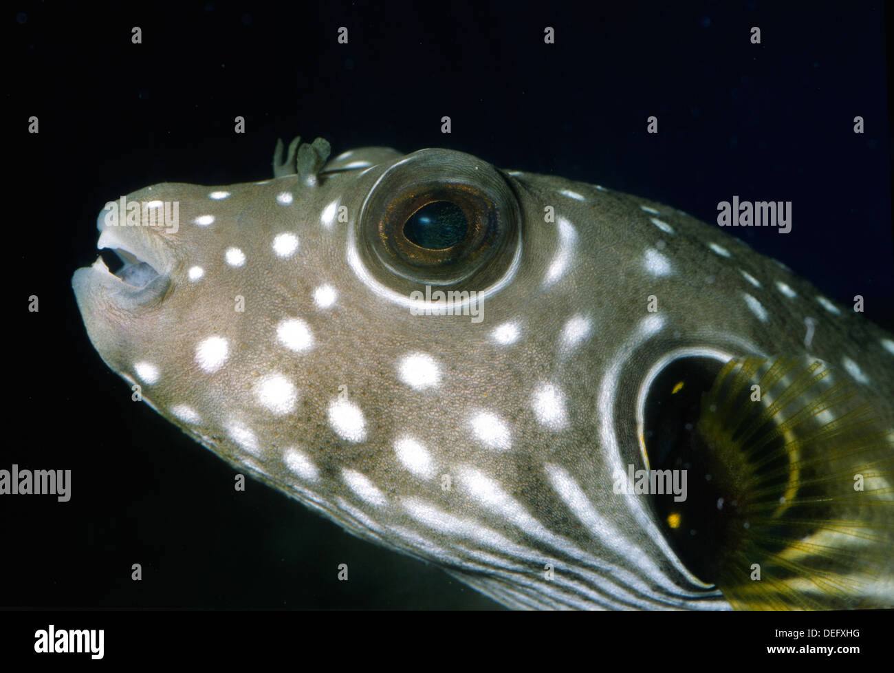 Golden Pufferfish, Arothron meleagris, Tetraodontidae, Indo-Pacific Ocean Stock Photo