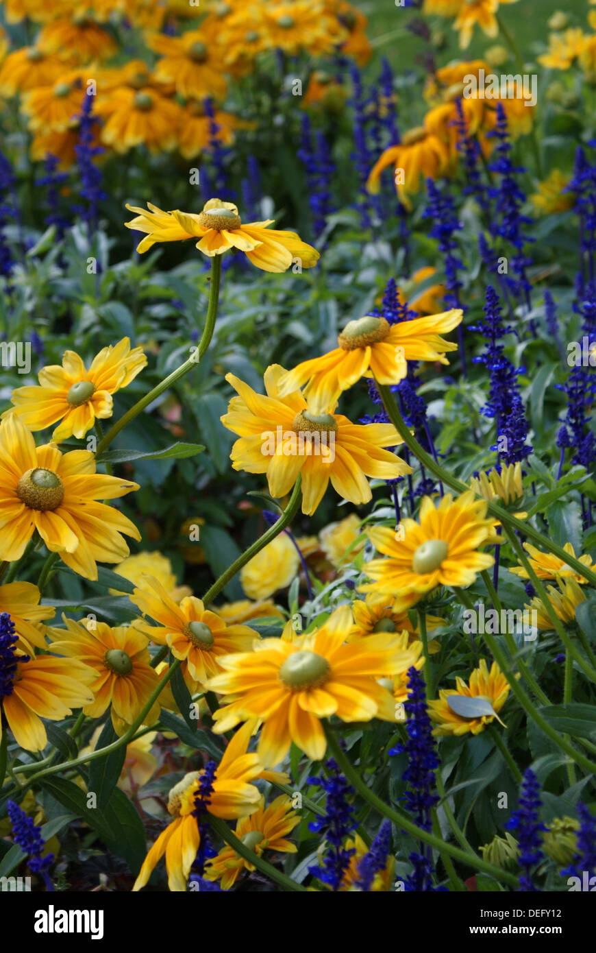 Yellow and blue flowers Stock Photo - Alamy