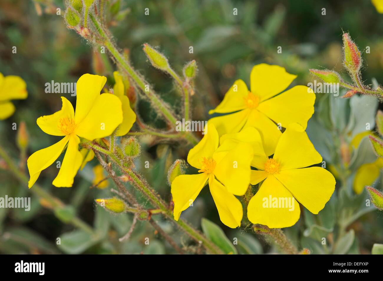 Halimium atriplicifolium. Stock Photo