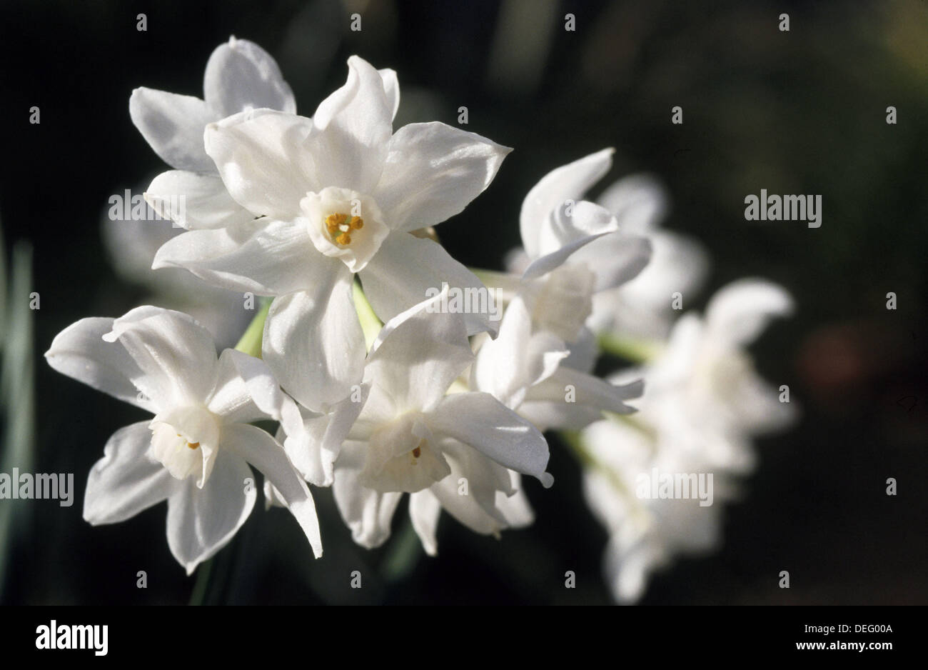 Paperwhite narcissus (Narcissus papyraceus Stock Photo Alamy