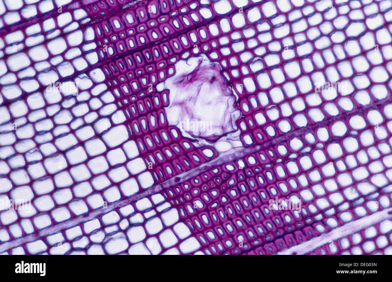 Pine wood (Pinus pinaster) view at microscope Stock Photo Alamy