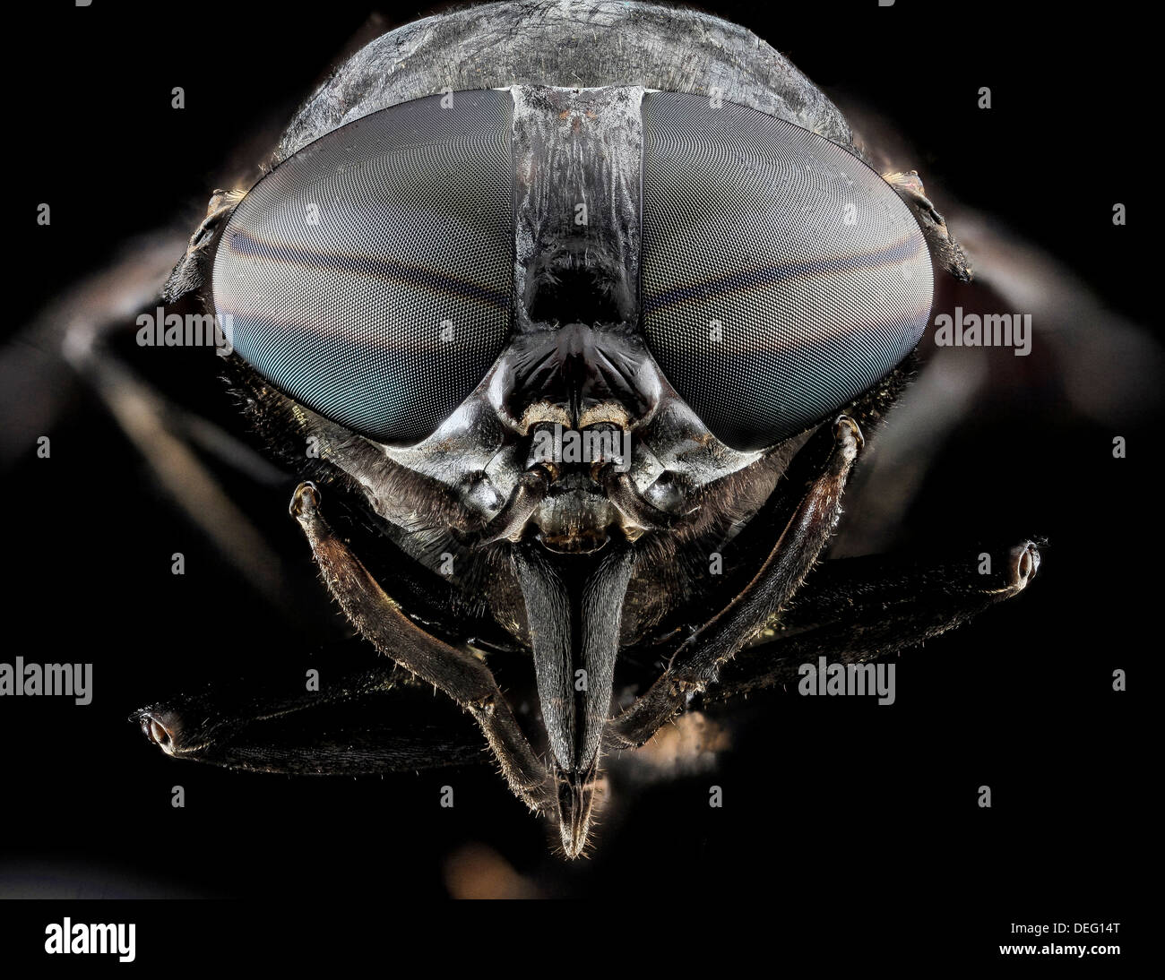 Macro view of the head of a Black Horse Fly, Tabanus atratus, primarily found in the eastern United States. Black Horse Flies have large compound eyes, which are separated in females, and continuous in males. They have prominent mouthparts, which are easily distinguishable: The fascicle is made of six piercing organs. Starting from the outside, there are 2 flattened, bladelike mandibles with tooth like serrations used for cutting. Two narrow maxillae also serrated used to pierce the tissue and blood vessels of the host, a median hypopharynx and a median labrum-epipharynx. Stock Photo