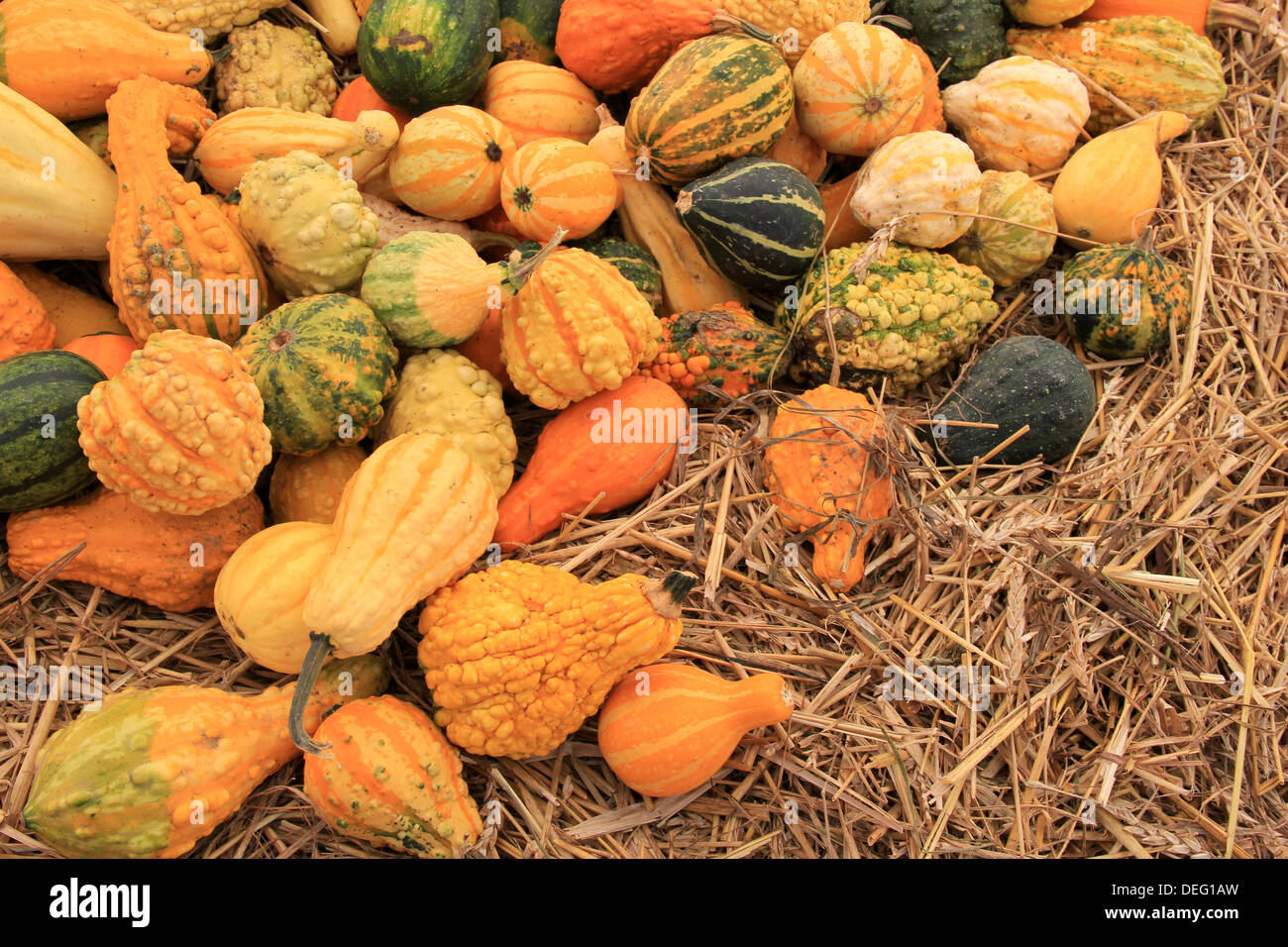 Large table with display of colorful Fall gourds, a variety of many shapes and colors arranged on bed of straw at outdoor farmers market. Stock Photo