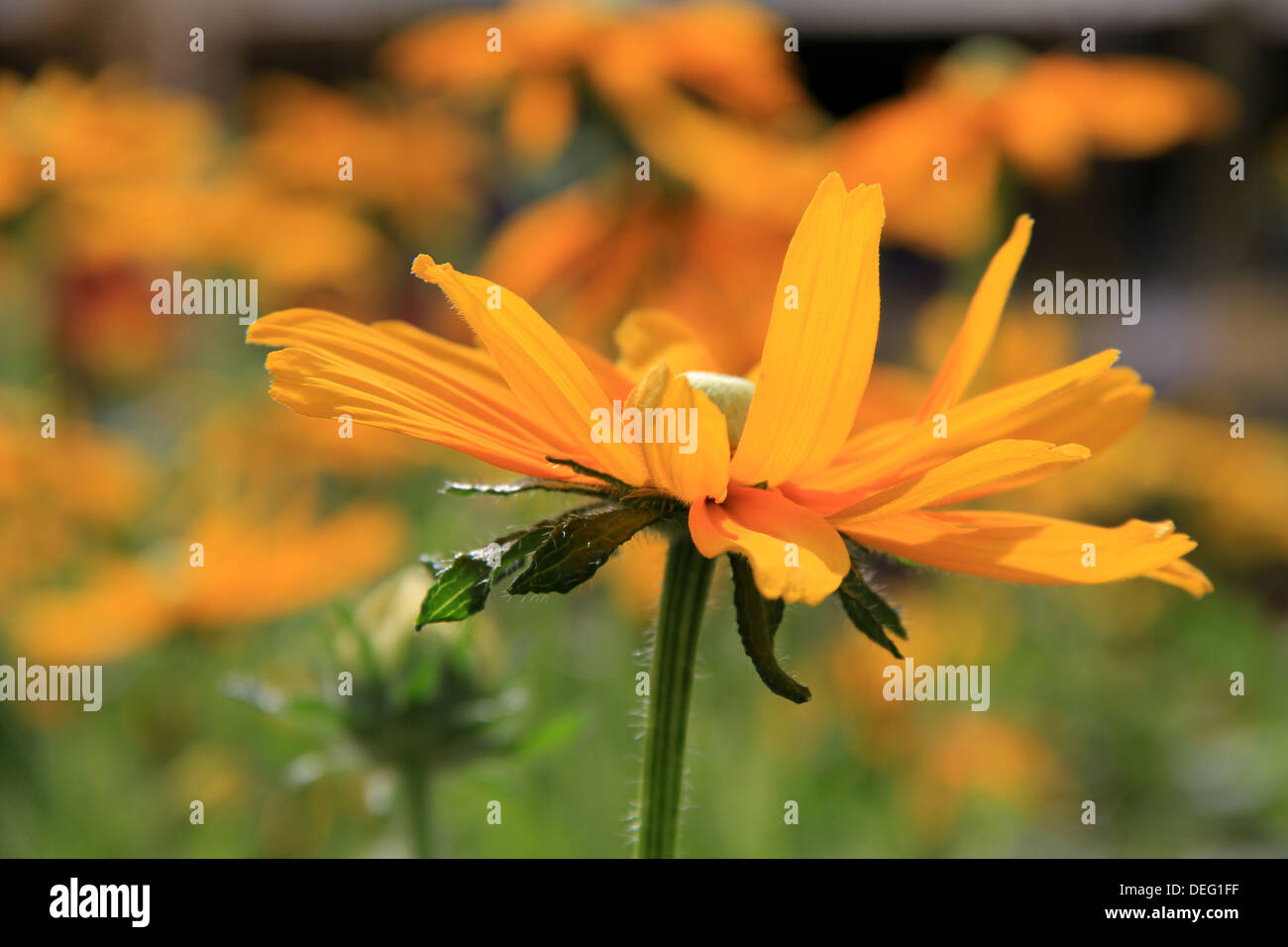 Curled petals hi-res stock photography and images - Alamy