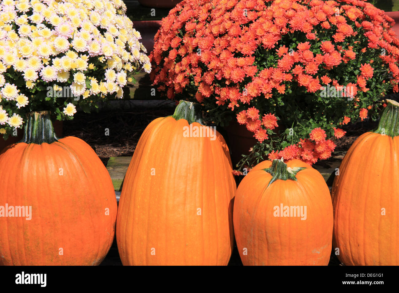Hardy mums hi-res stock photography and images - Alamy