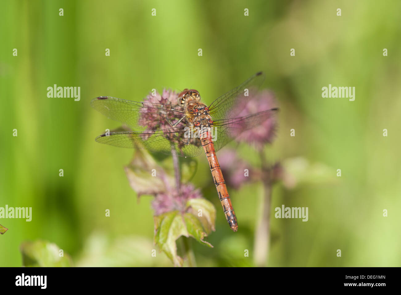 Red-veined Darter male dragon fly resting on pond aquatic plant leaves Stock Photo