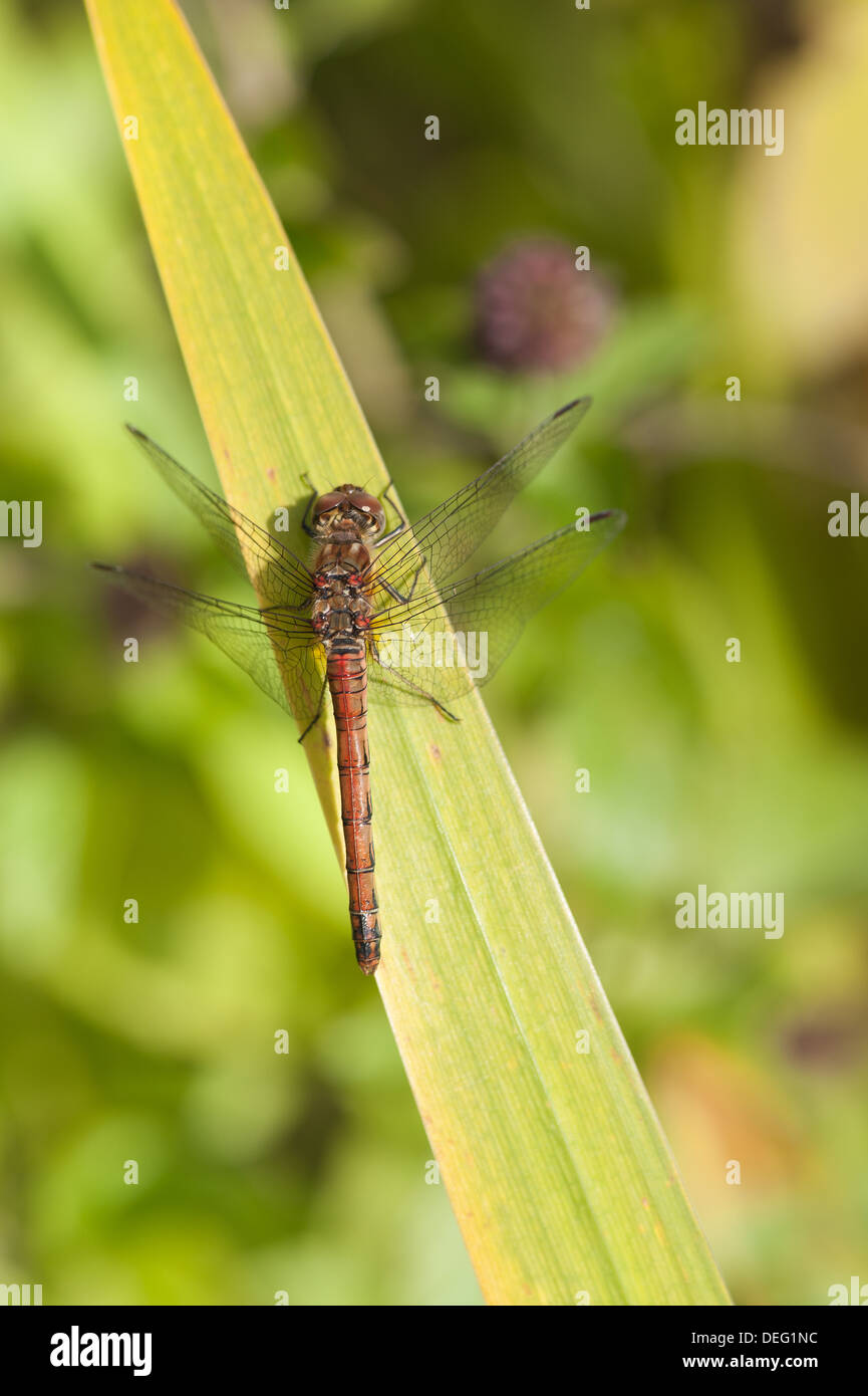 Red-veined Darter male dragon fly resting on pond aquatic plant leaves Stock Photo