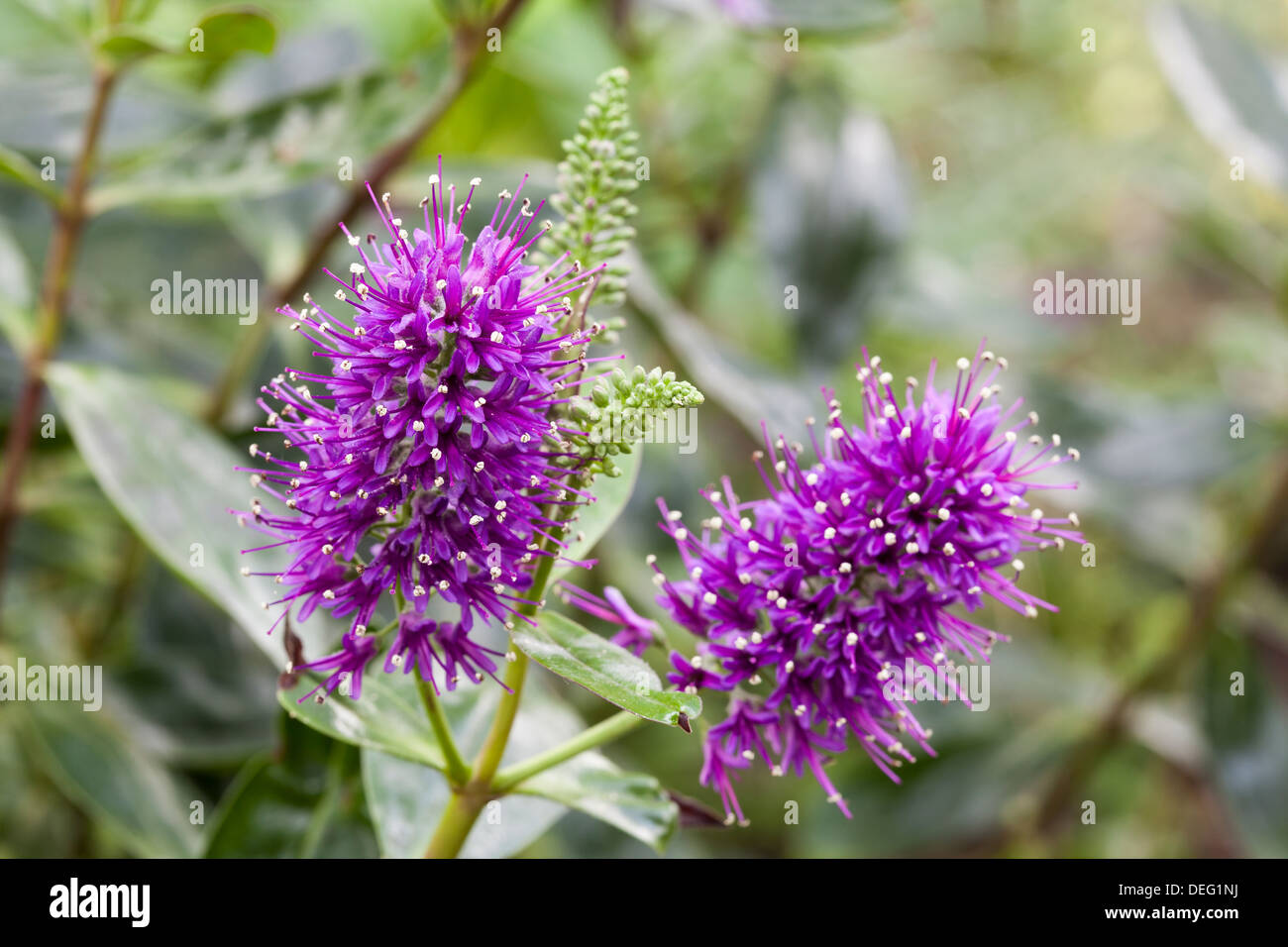 Hebe speciosa Rubra, Shrubby veronica Stock Photo