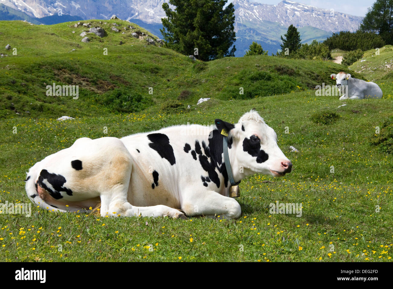 Cow lying down hires stock photography and images Alamy