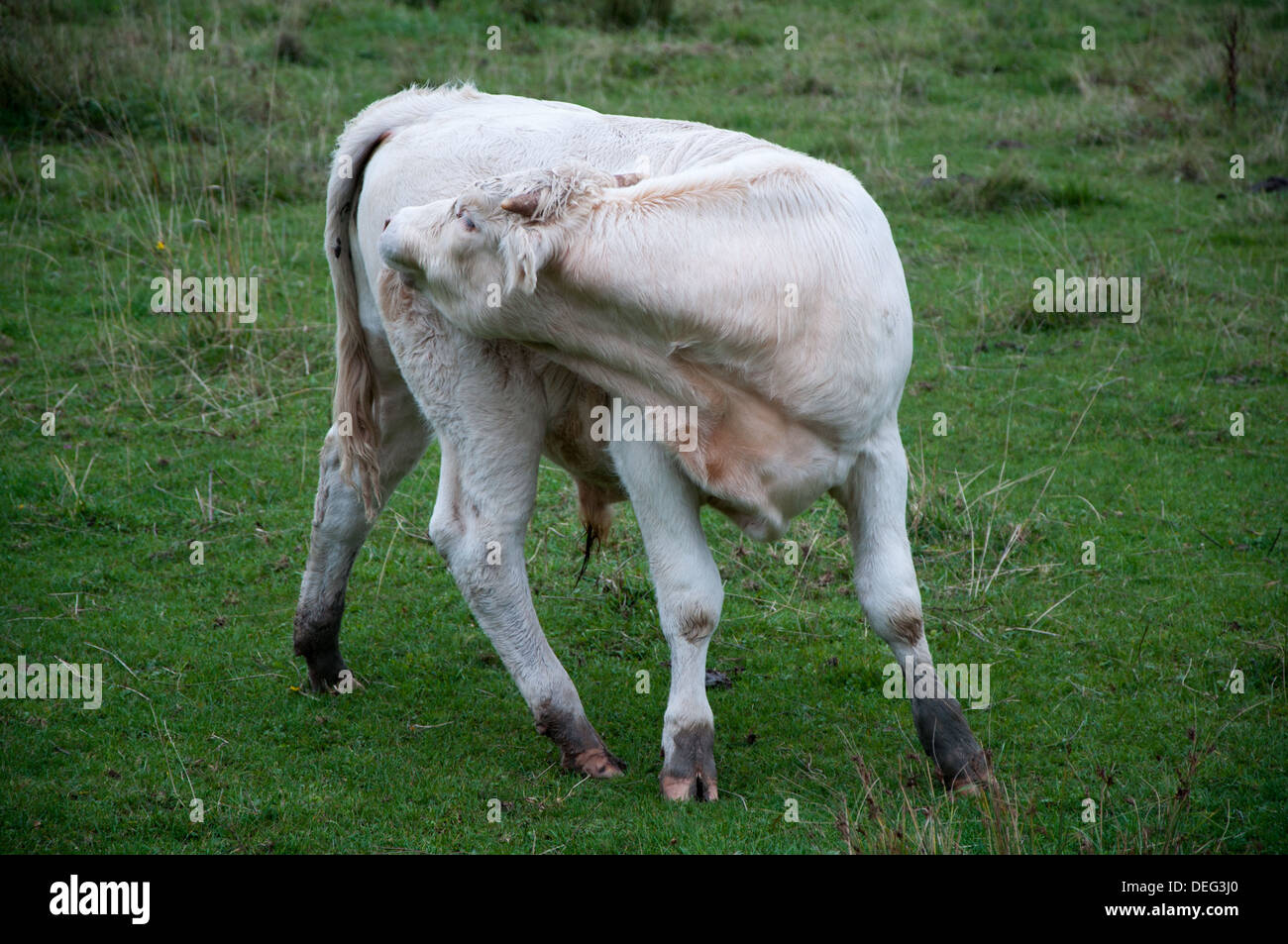 White cow scratch Stock Photo Alamy