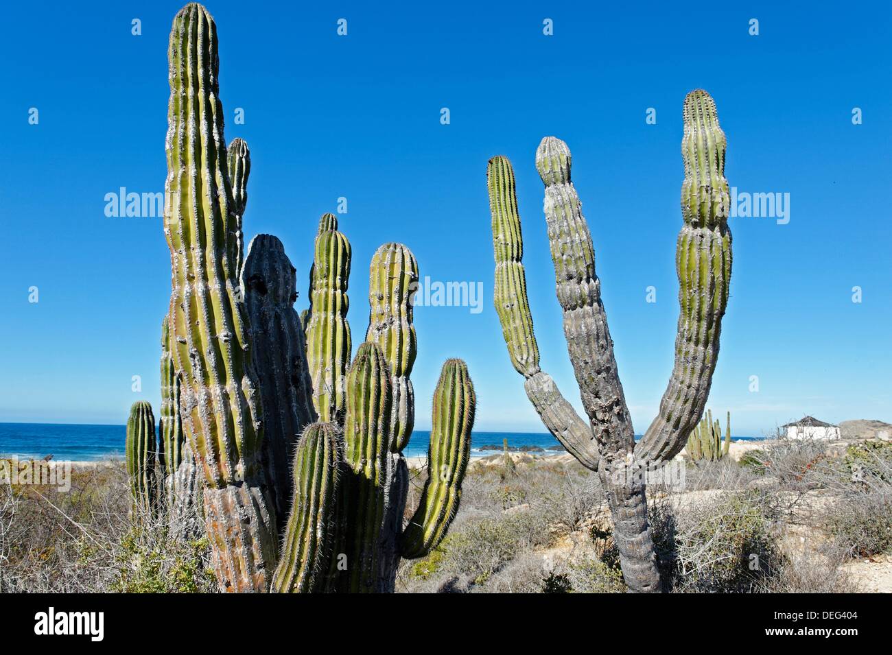 Carnegiea gigantea is a large hi-res stock photography and images - Alamy