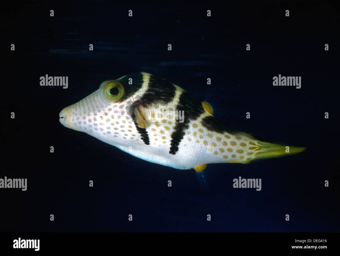Black Saddle Pufferfish, Canthigaster valentini, Tetraodontidae, Indo-pacific Ocean Stock Photo