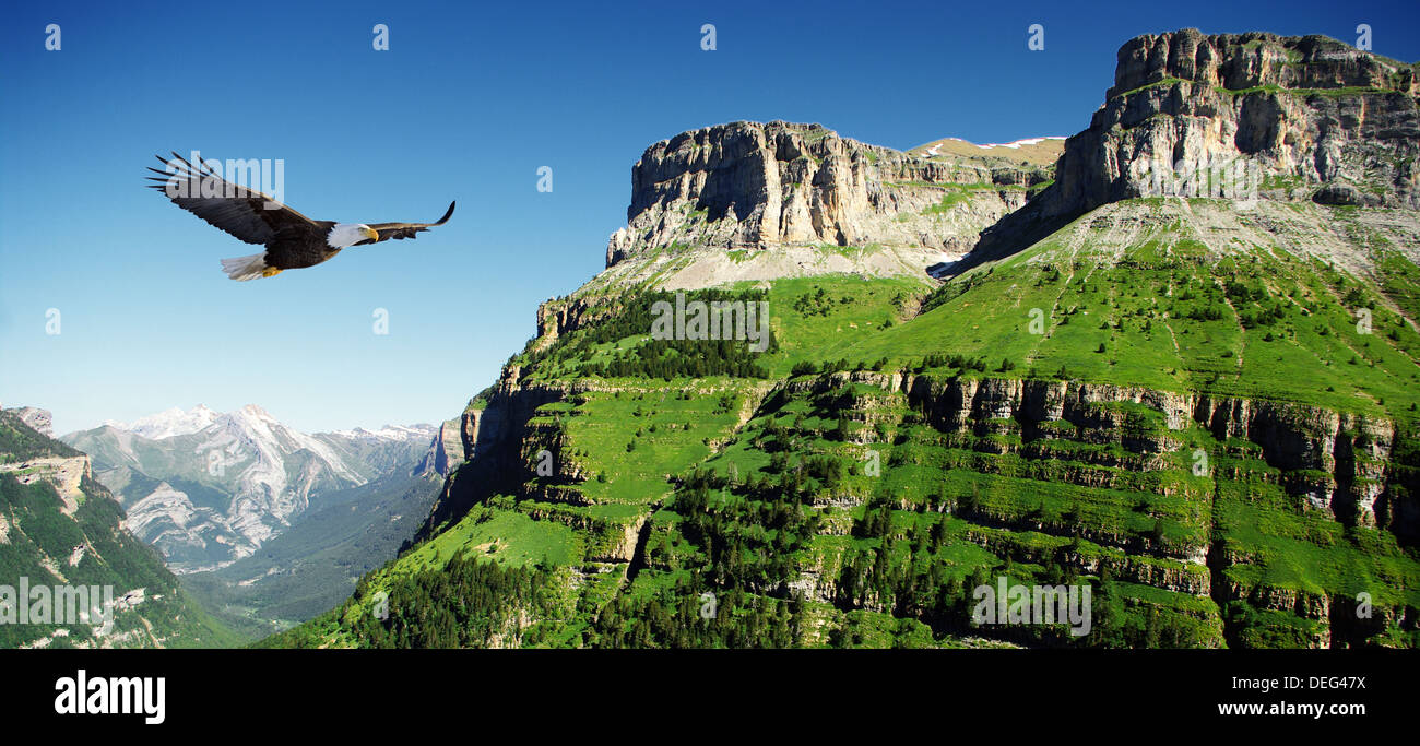 eagle in Ordessa Valley panoramic Stock Photo