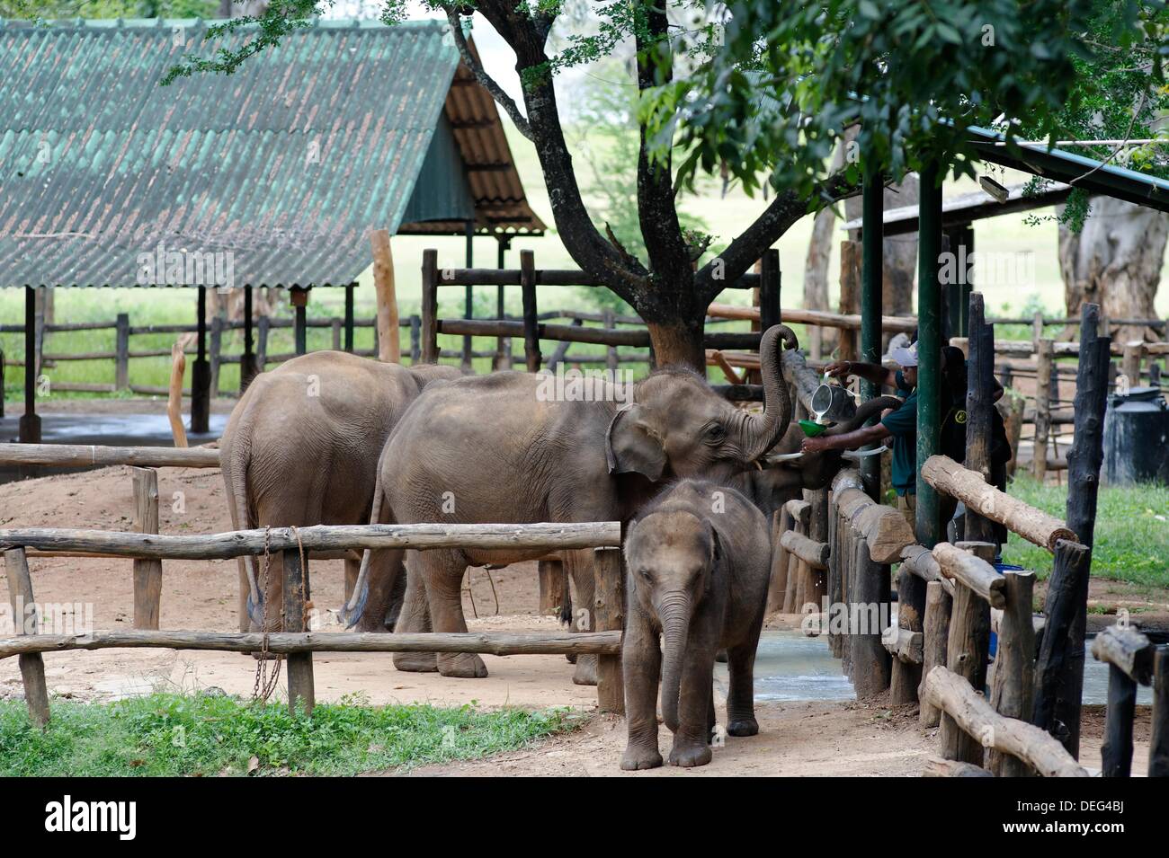 Baby elephant orphanage Udawalawe National Park Ratnapura city Sabaragamuwa  and Uva Provinces Sri Lanka Indian Ocean Stock Photo - Alamy