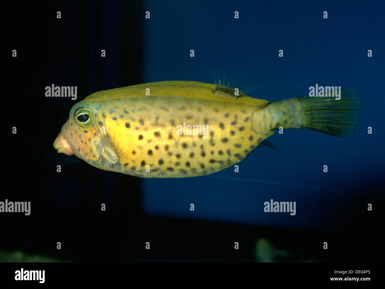 Yellow Boxfish, Ostracion cubicus, Ostraciidae, Indo-pacific Ocean Stock Photo