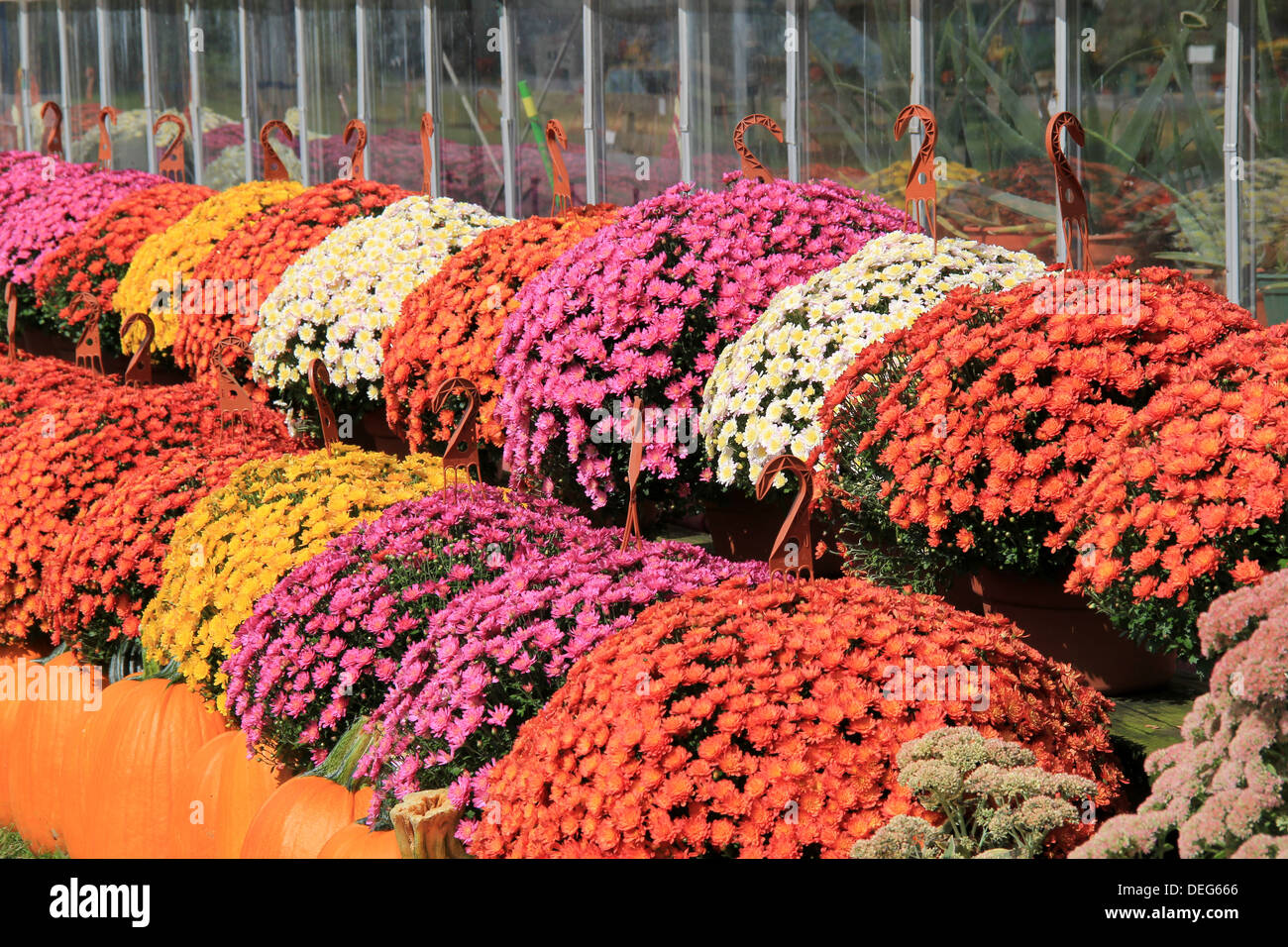 Rows of several lush,colorful hardy mums in hanging planters and clay pots, with big orange pumpkins set outside on benches at local nursery. Stock Photo