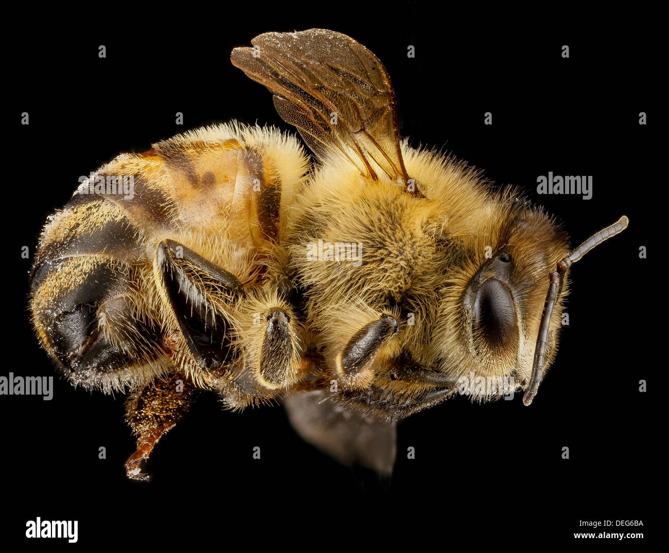 Macro view of a European honey bee, Apis mellifera, note the hairs coming off the compound eyes a distinctive honey bee trait compared to native bees. Stock Photo