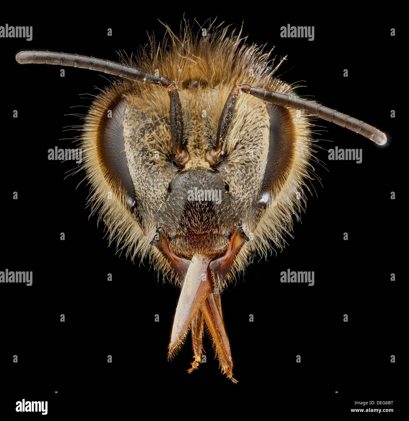 Macro view of a European honey bee face, Apis mellifera, note the hairs coming off the compound eyes a distinctive honey bee trait compared to native bees. Stock Photo