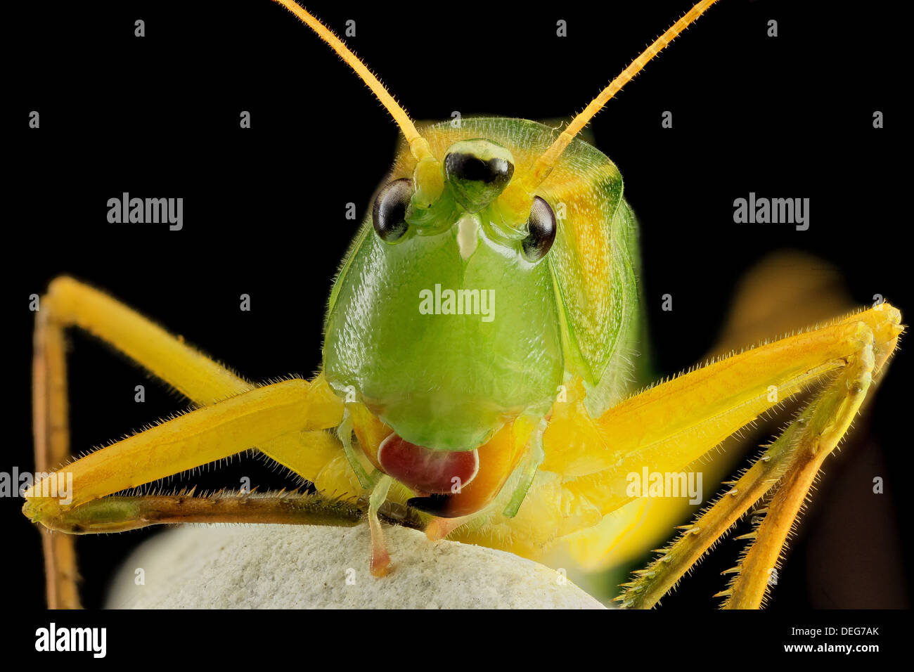Macro view of the Round tipped cone head katydid, Neoconocephalus retusus Stock Photo