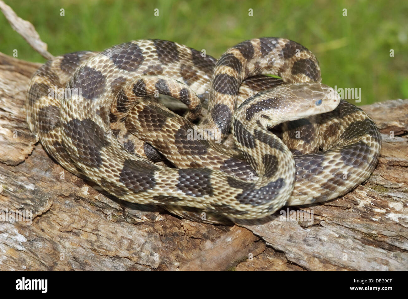 Download Fox Snake High Resolution Stock Photography And Images Alamy