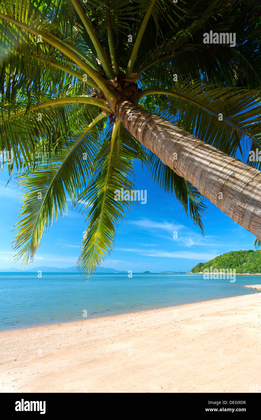 Palm trees overhanging Bangrak Beach, Koh Samui, Thailand, Southeast