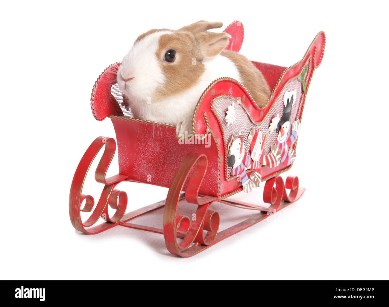 Rabbit in a Christmas sleigh in a studio Stock Photo