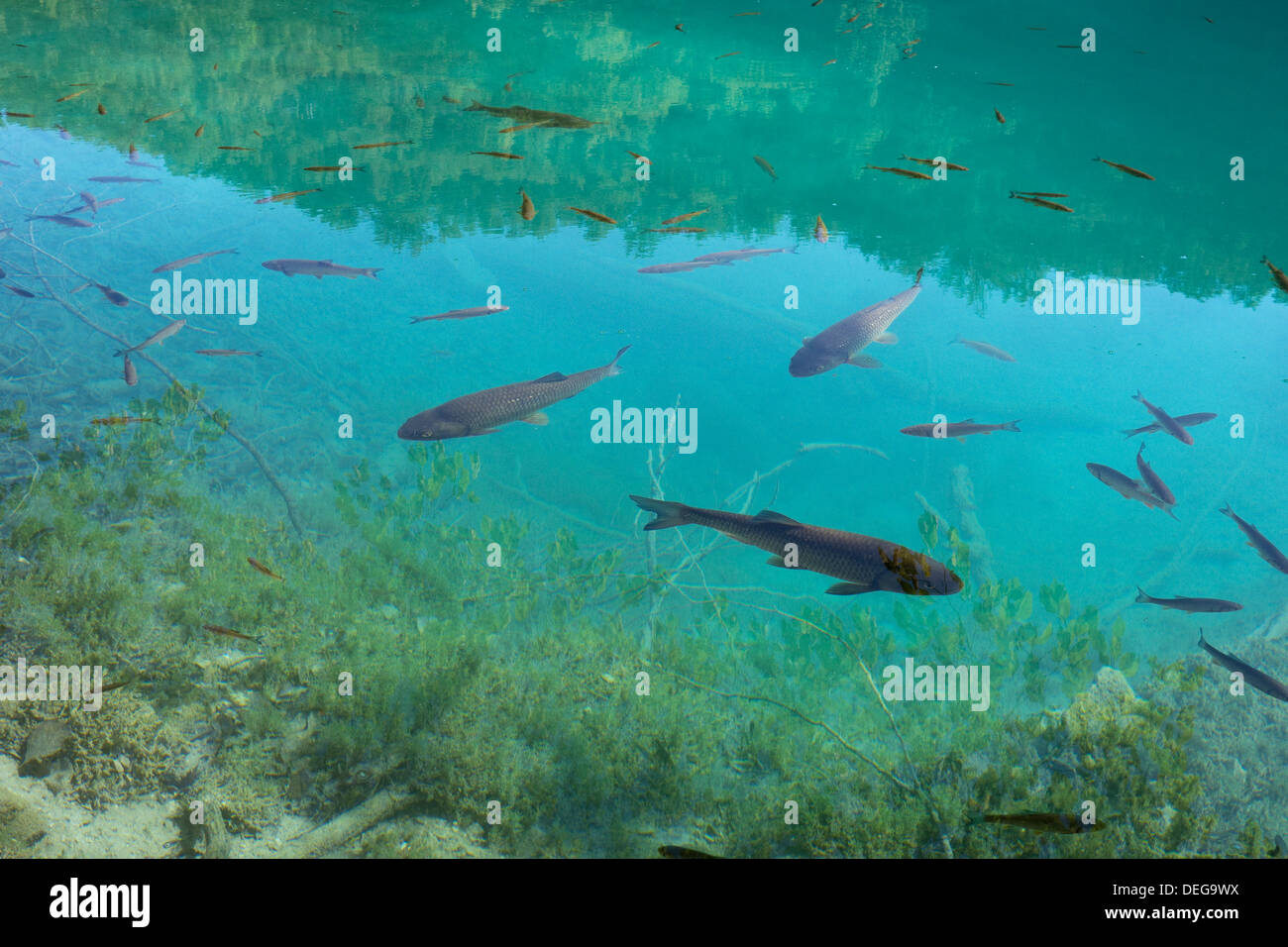 Fish in clear lake water hi-res stock photography and images - Alamy