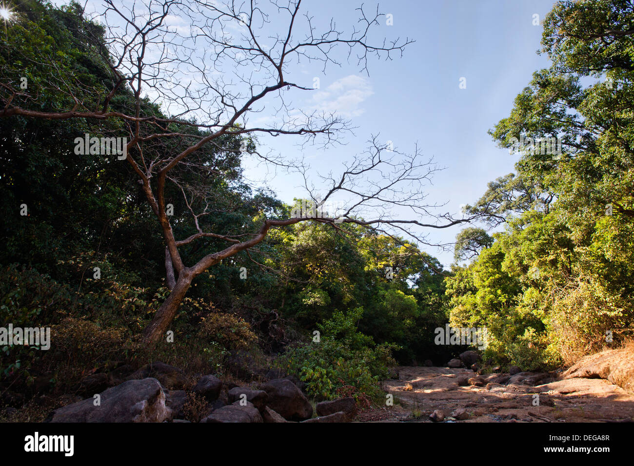 Trees in the forest, Pune, Maharashtra, India Stock Photo Alamy