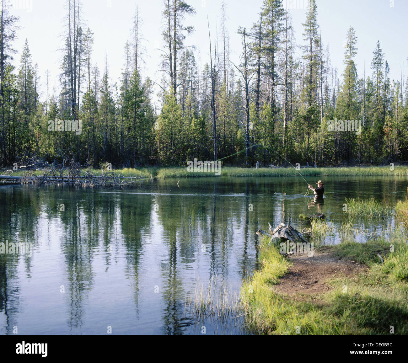 Fly fishing in Fall River. Deschutes National Forest. Bend. Oregon. USA