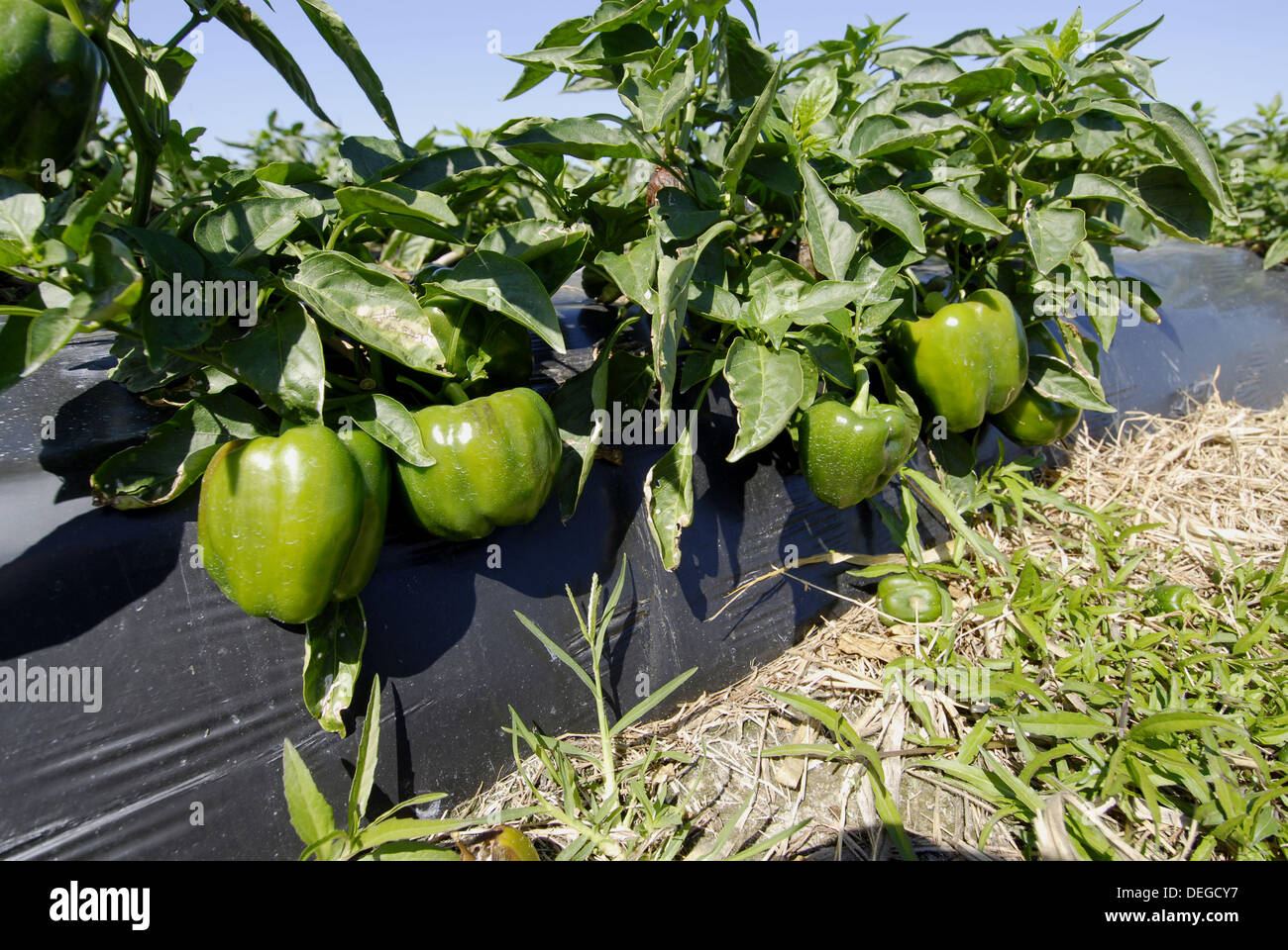 Green Peppers Fresh Vegetable Produce and Fruit Truck Farming in Ruskin
