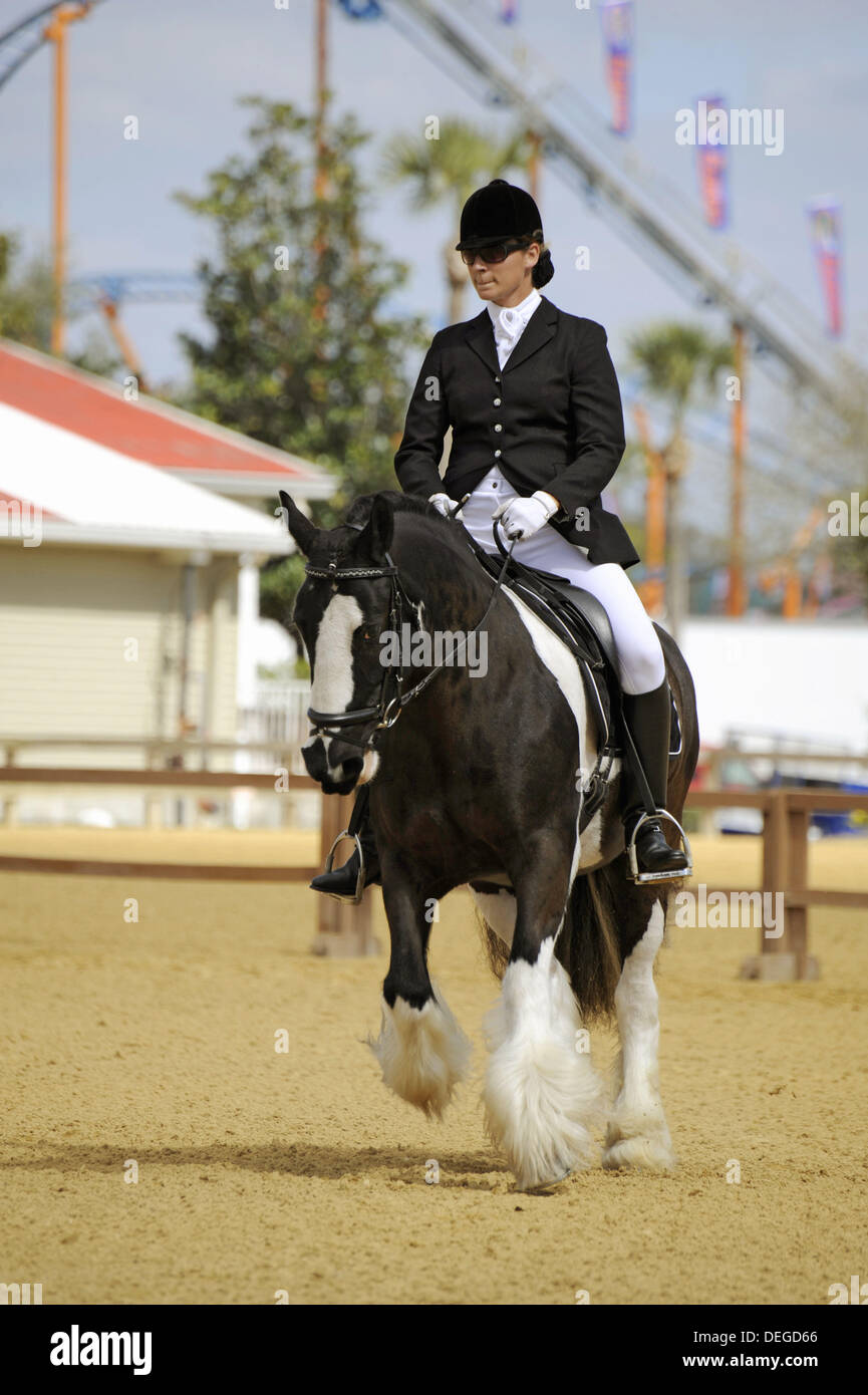 Gypsy horse exhibition at Florida State Fairgrounds Tampa Stock Photo Alamy