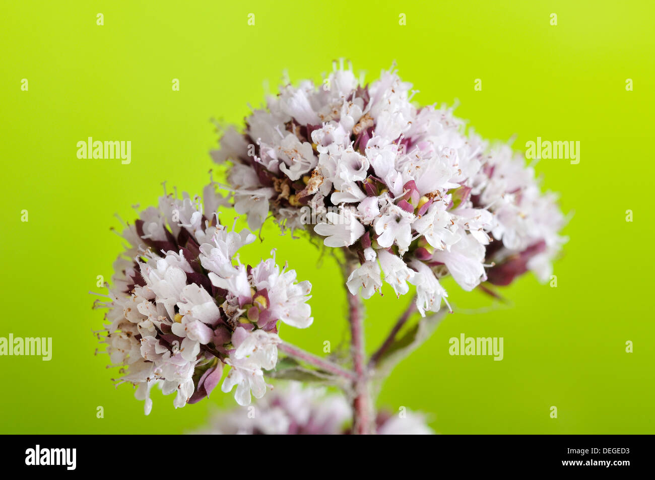Oregano, Origanum vulgare, horizontal portrait of flowers with out of focus background. Stock Photo
